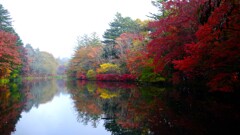 秋の軽井沢~雲場池 秋の軽井沢~雲場池