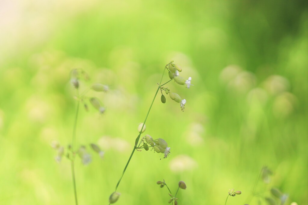 colors green