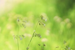 colors green