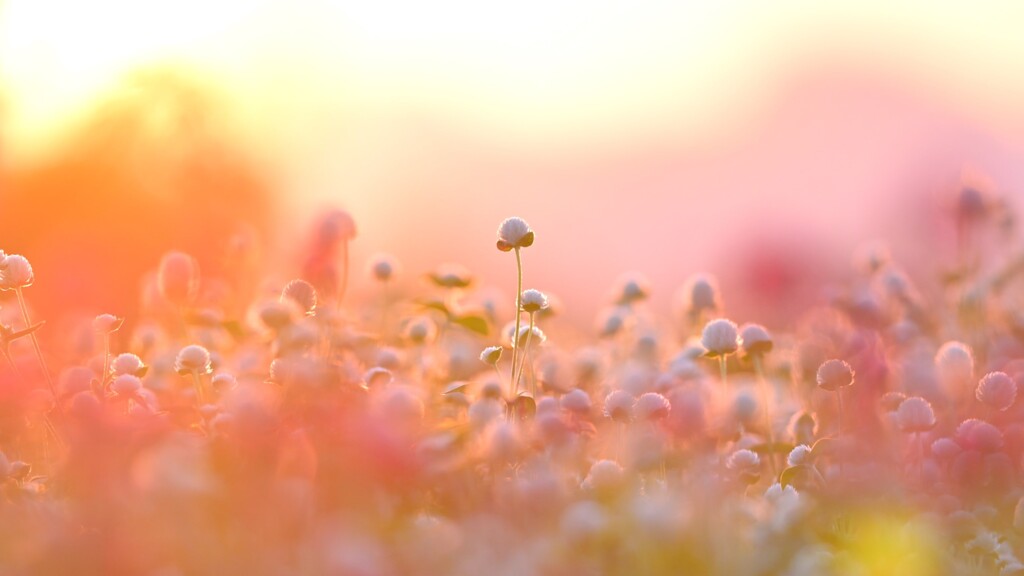 夕焼け千日紅～鼻高展望花の丘2