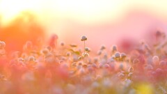 夕焼け千日紅～鼻高展望花の丘2