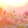 夕焼け千日紅～鼻高展望花の丘2