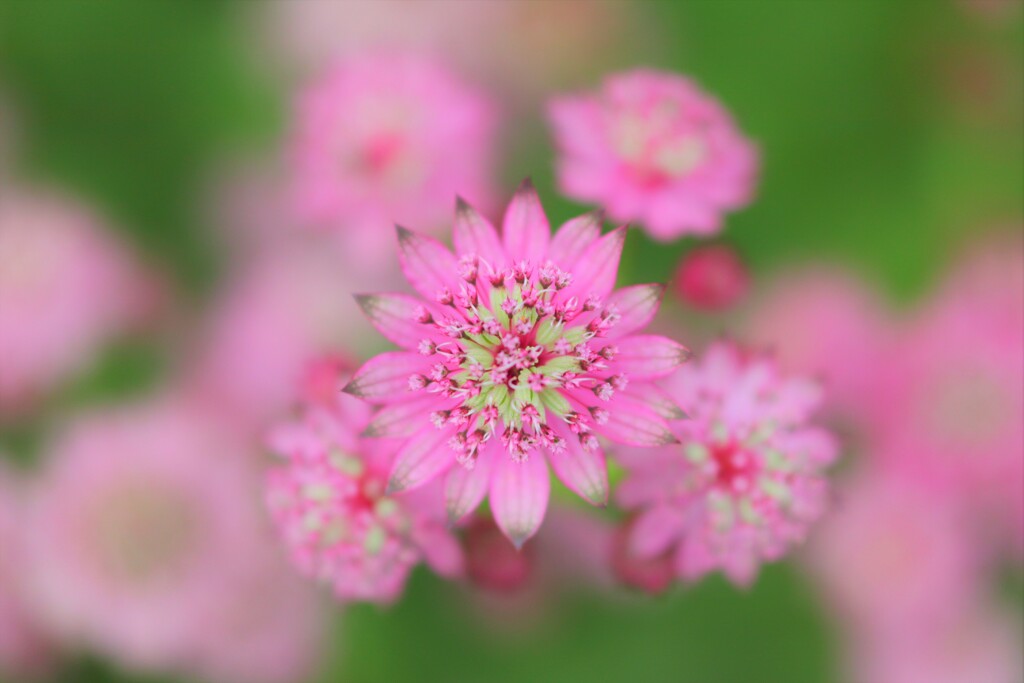 Astrantia