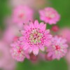 Astrantia