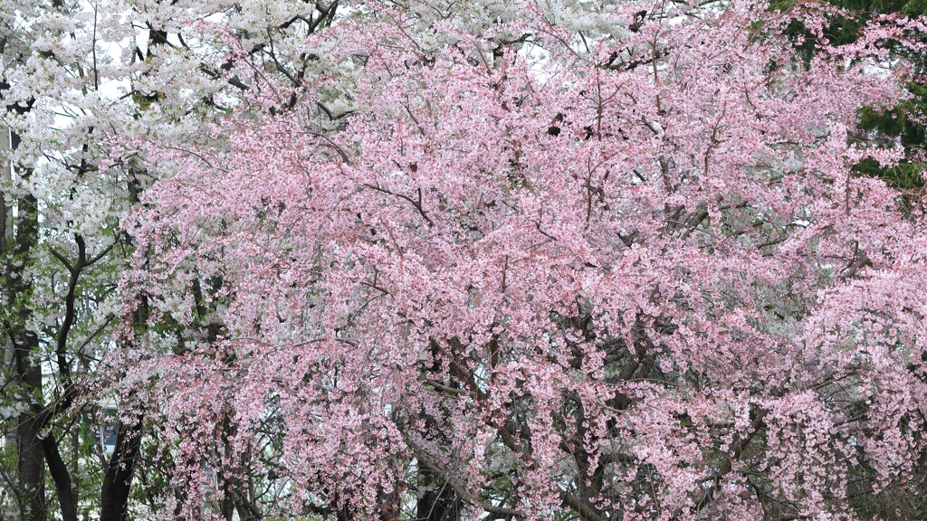 枝垂れ桜～みずほエコパーク