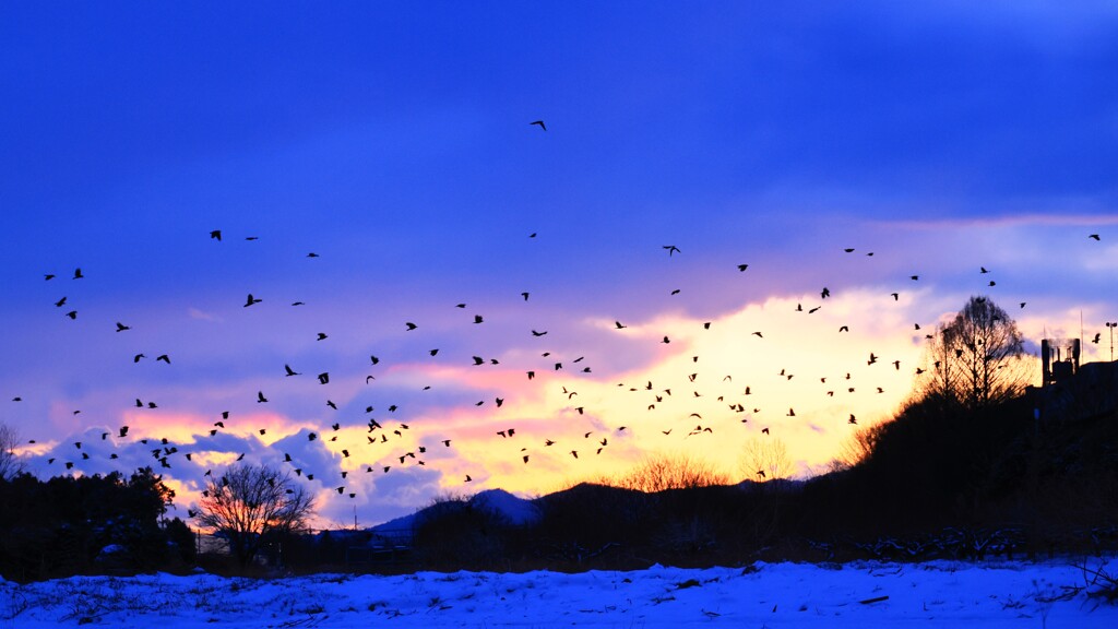 夕焼け～カラスの帰宅