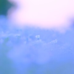 ネモフィラ～鼻高展望花の丘