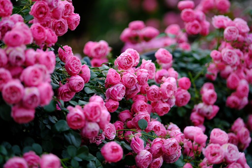 薔薇～あしかがフラワーパーク1