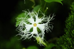 kikarasururi