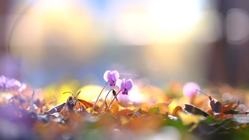 みずほエコパーク9～原種シクラメン(咲き始め)