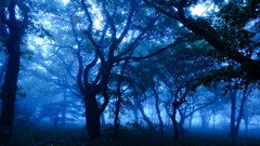 霧の森２