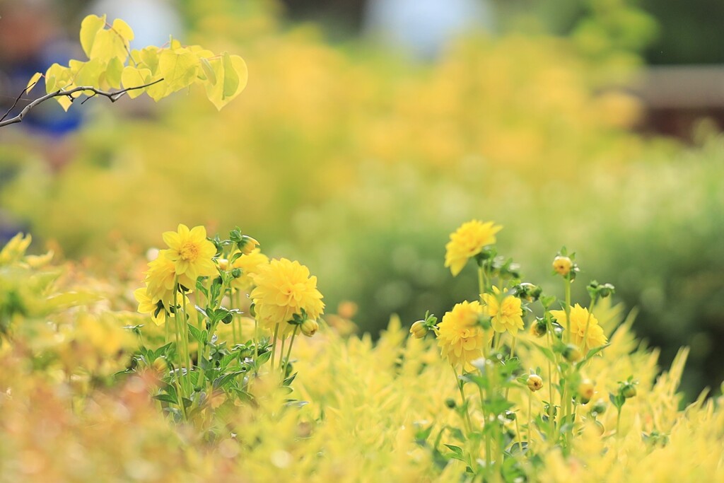 イエローガーデン～森林公園