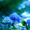 夜紫陽花～小平あじさい公園