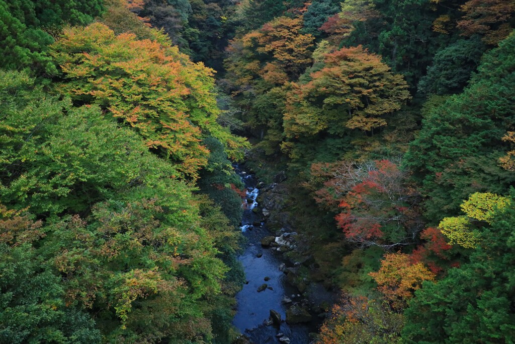 奥多摩紅葉渓谷