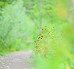 ルドベキアの小道