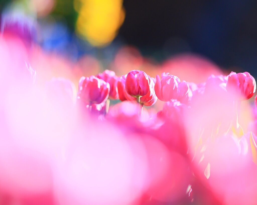 アイスチューリップ～国営武蔵丘陵森林公園