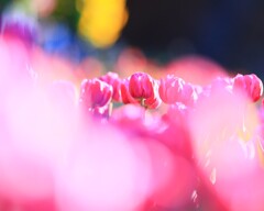 アイスチューリップ～国営武蔵丘陵森林公園