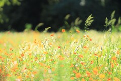 キバナコスモス~昭和記念公園 キバナコスモス~昭和記念公園