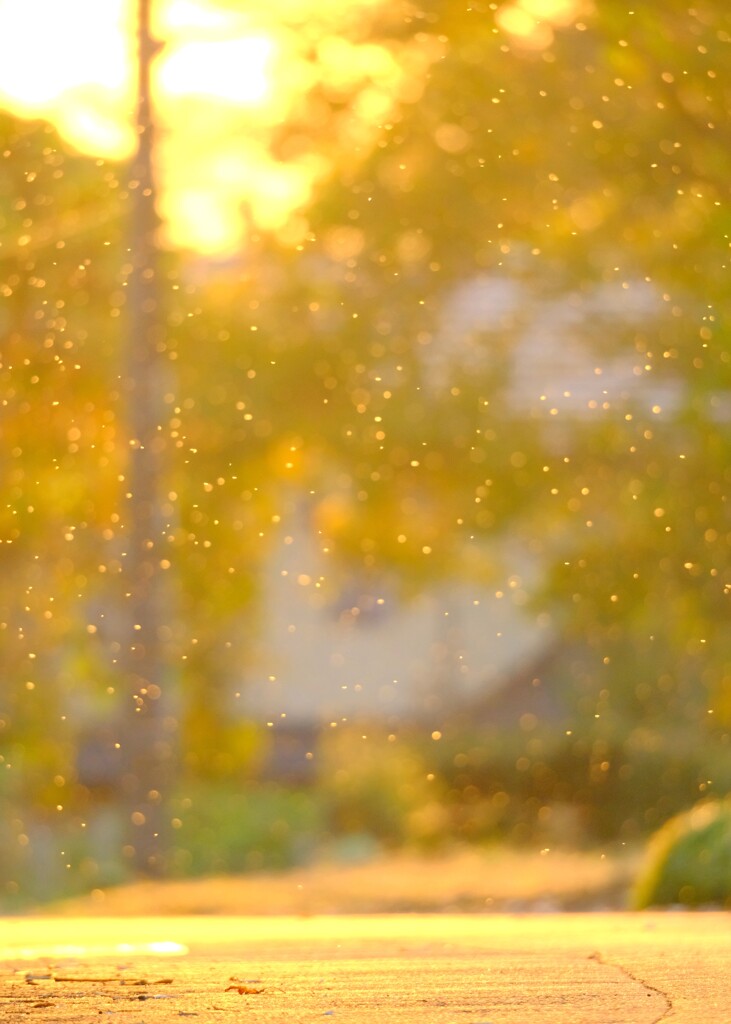北本自然観察公園～雪虫
