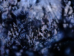 梅～神代植物公園