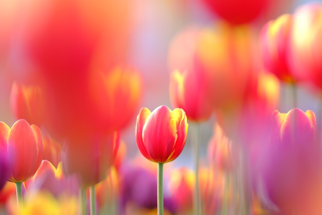 花菜ガーデン～アイスチューリップ3