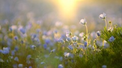 nemophila