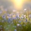 nemophila