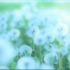 dandelion fluff