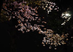 夜桜散歩4