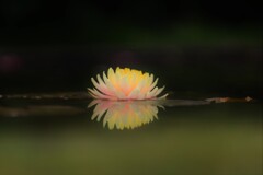 睡蓮～軽井沢レイクガーデン