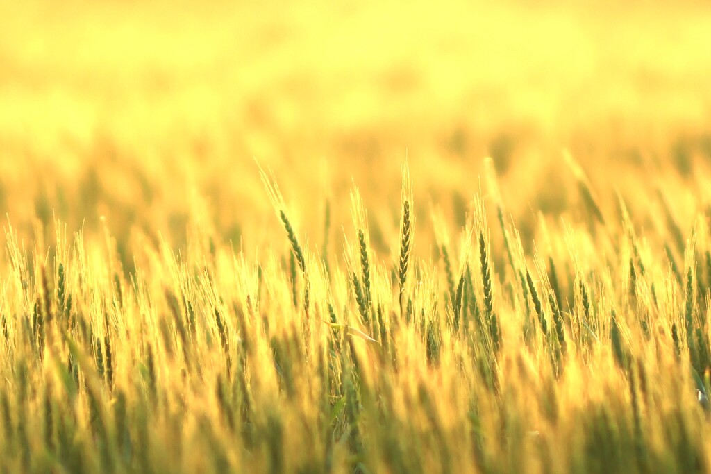 春夕麦畑