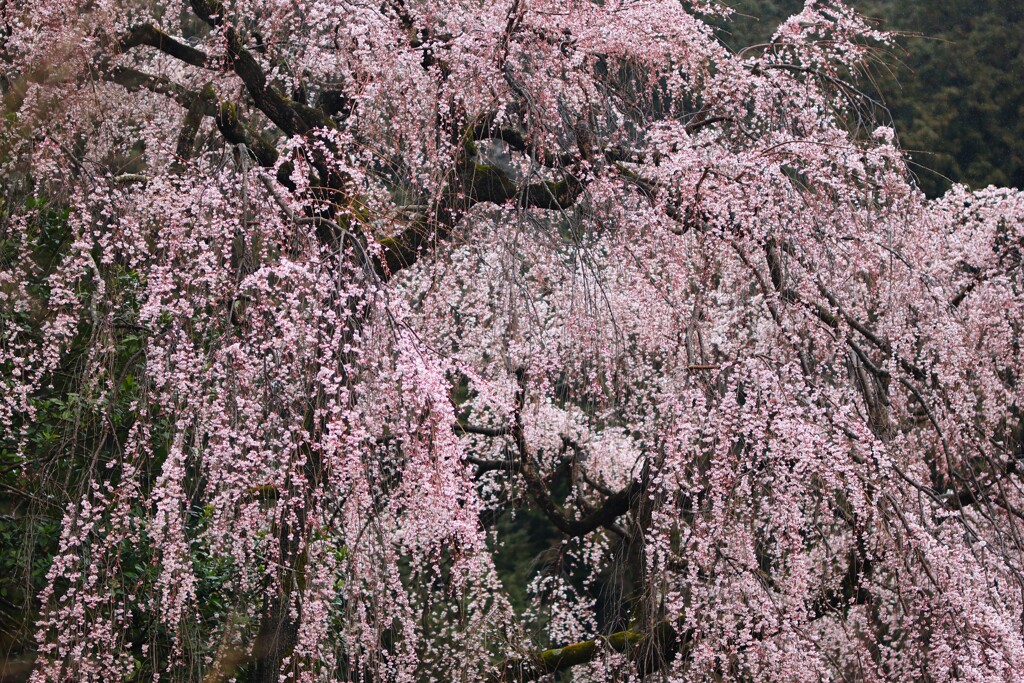 枝垂桜～高麗神社