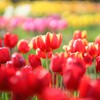 ice tulip