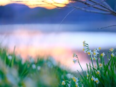 夕焼けの水仙～佐久間ダム2
