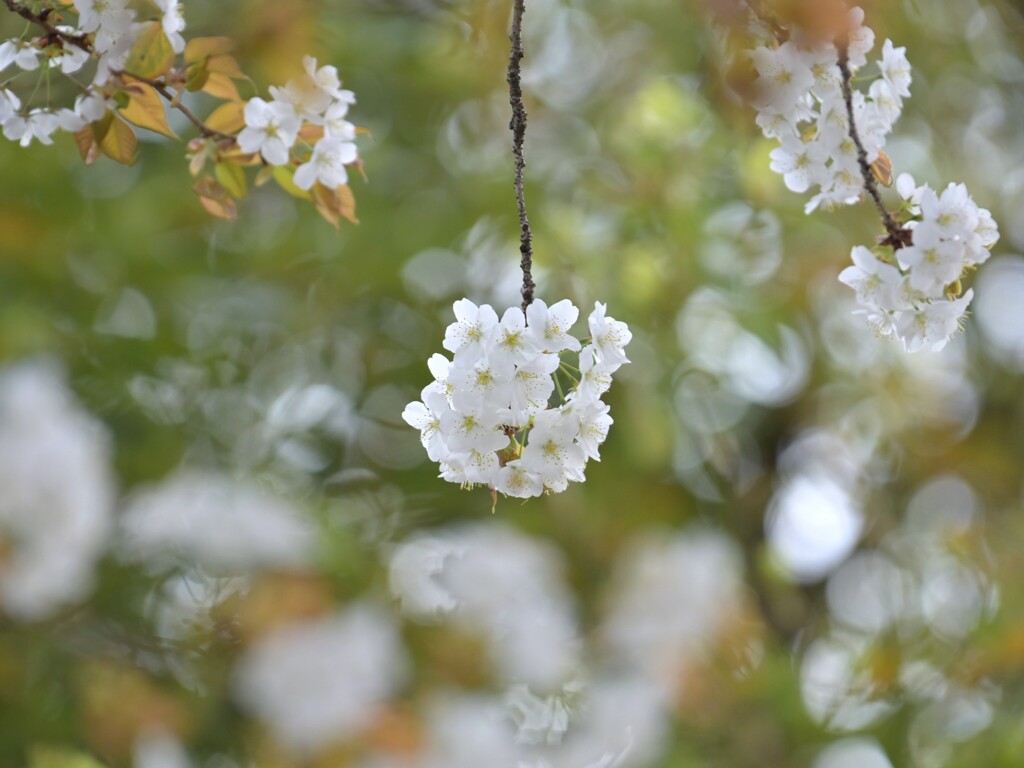 山桜～御岳神社3