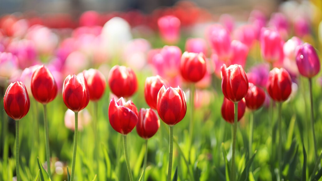 ice tulip