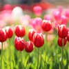 ice tulip