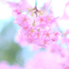 境内の河津桜2