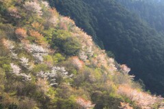 山桜～古里