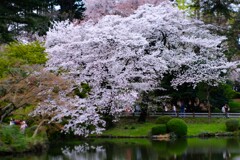 桜～新宿御苑1