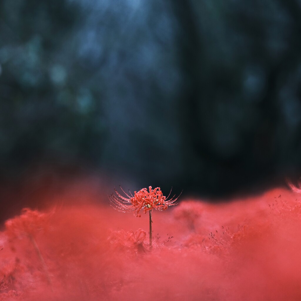 彼岸花～権現堂２