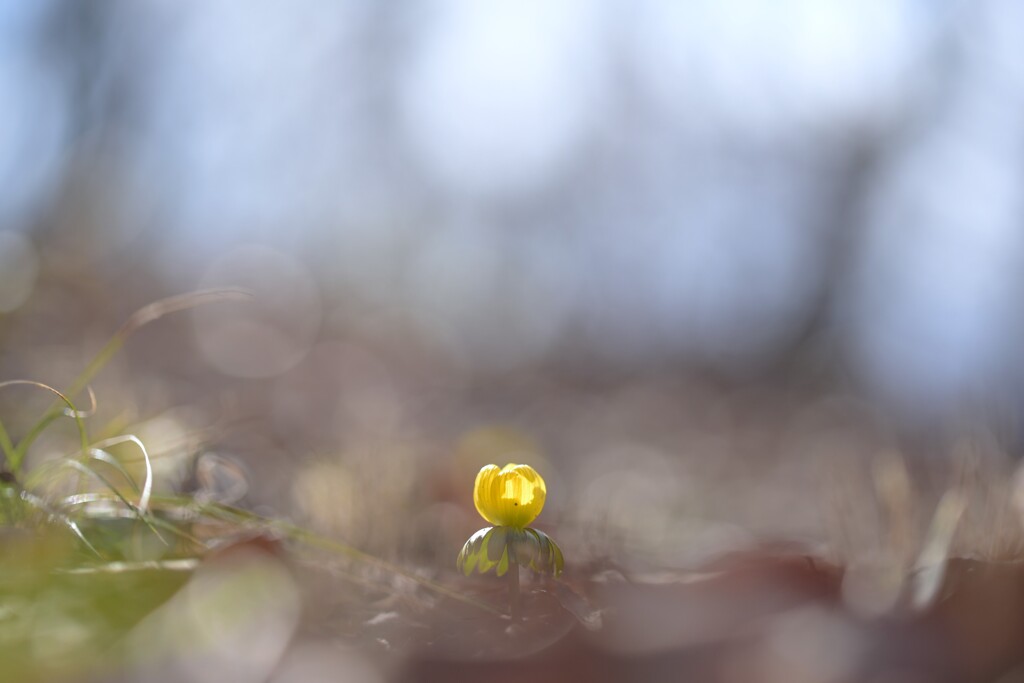 黄色セツブンソウ～森林公園