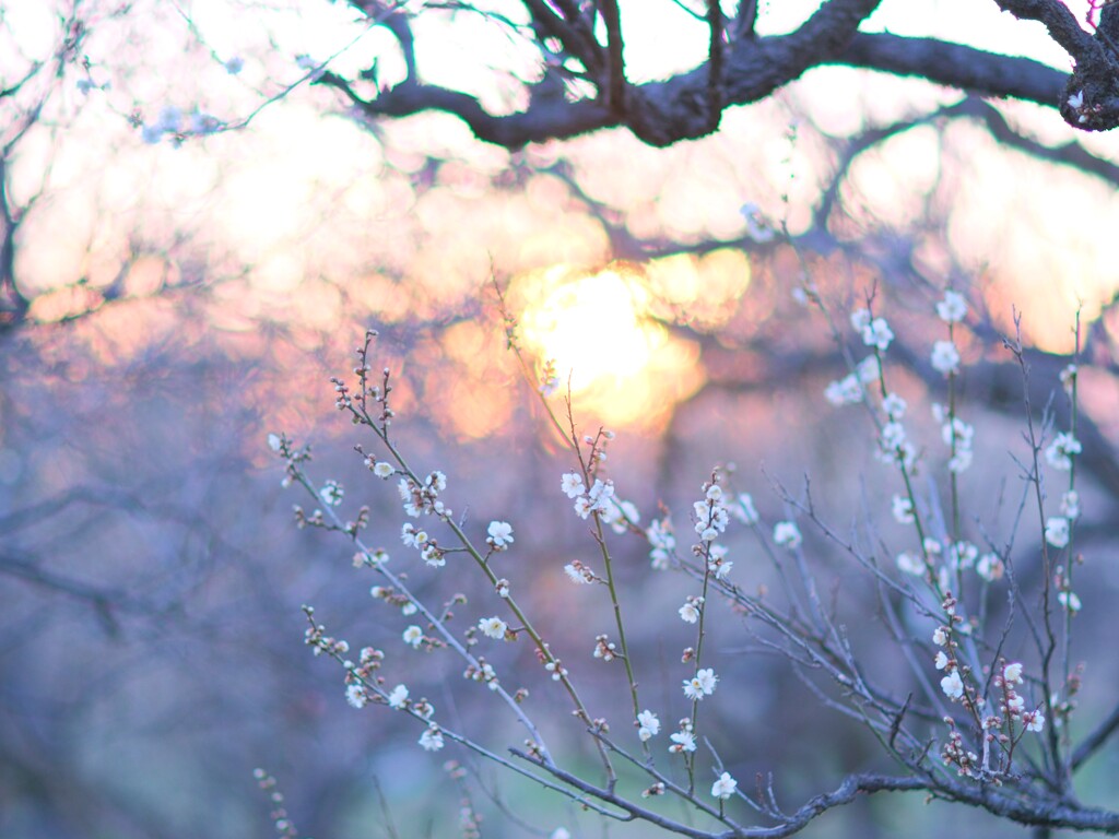 梅～府中郷土の森博物館２