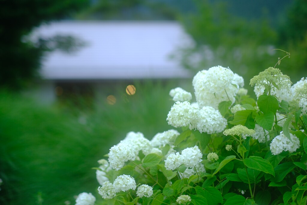 紫陽花ハナテラス～大石公園