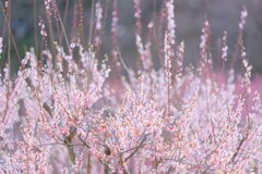 梅～森林公園2