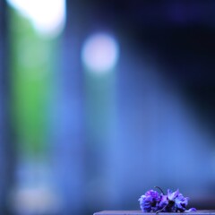 八重藤の花～昭和記念公園