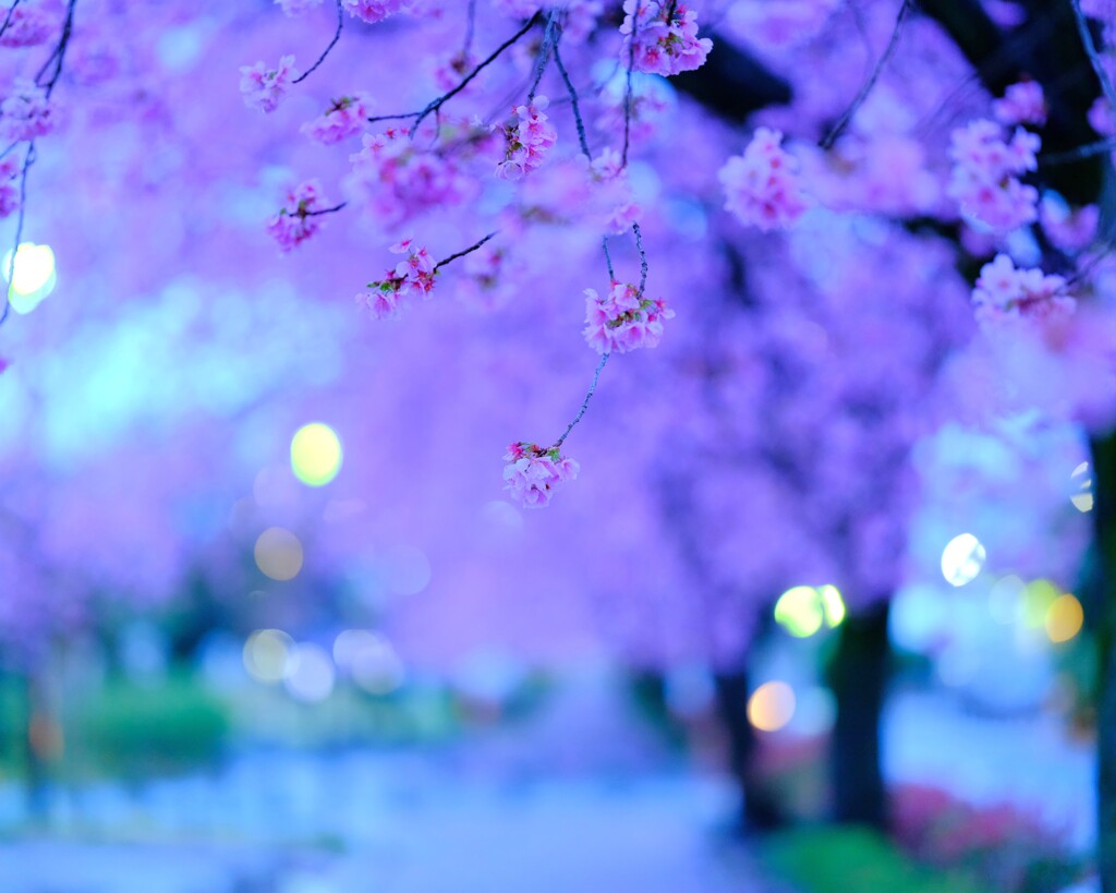 雨の桜街道1