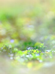 オオイヌノフグリ～午後の散歩2
