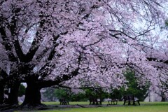 桜～稲荷山公園