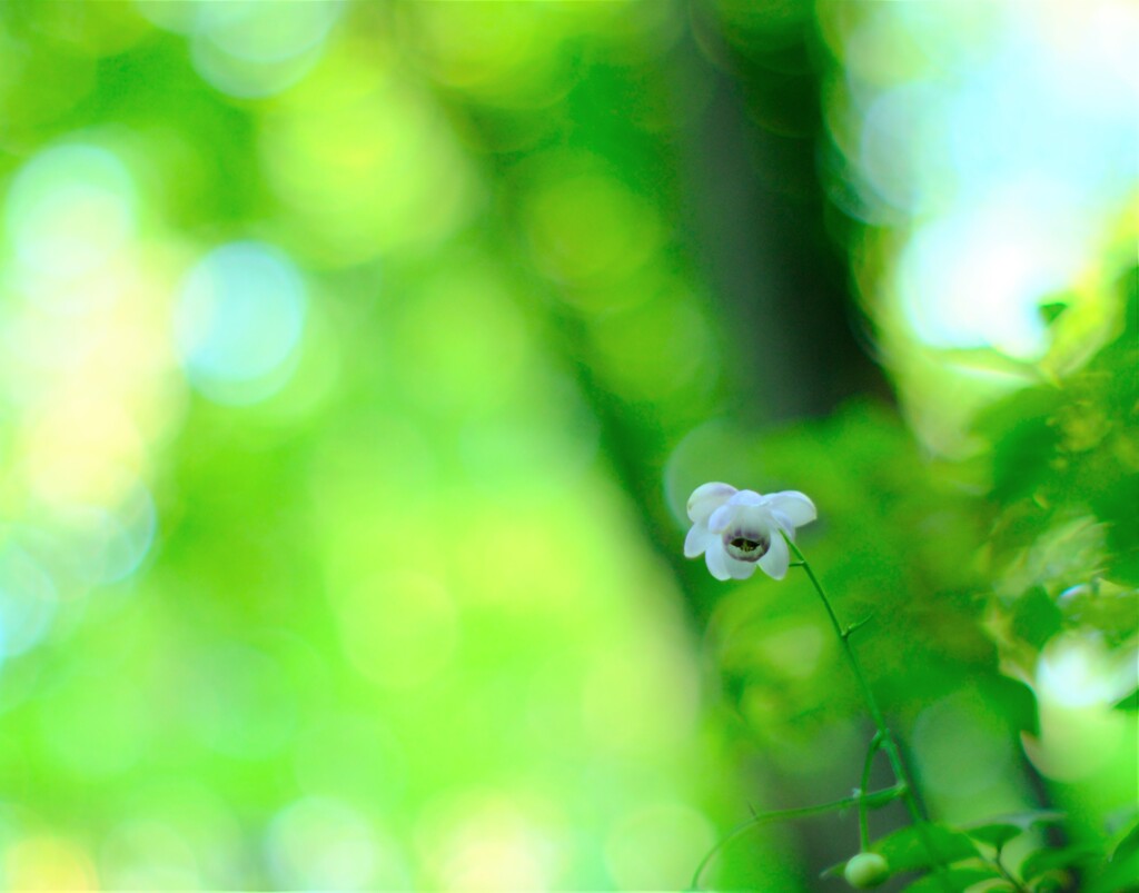レンゲショウマ～森林公園(咲き始め)